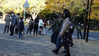 紅葉の街歩き　神宮外苑いちょう並木　2021/12/4 86