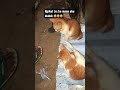 Semoga chanel saya bisa berkembang dan bisa buat menghidupi banyak kucing2 dan mebrika  edukasi #s