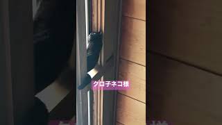 ネコとおじさん　欄間からニャルソックのクロ子ネコ様　#shorts #保護猫 #cat #猫