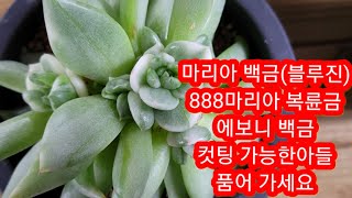 10월 17일 888마리아 복륜금 마리아 복륜금 철화 컷팅 하기 좋아요