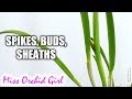 Orchid Stories #8 - Spikes, sheaths & buds