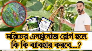 মরিচের এনথ্রাকনোজ রোগের করনে সাধানত কি কি সমস্যা হয়ে থাকে/rb krishi YouTube channel.....