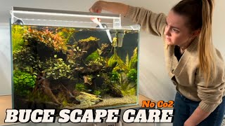 Buce trim #aquarium #plantedtank #aquascaping #fishtank #fish #aquascape #aquariumfish #fish