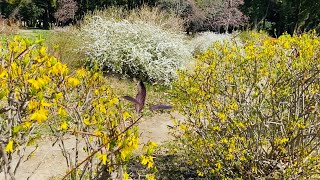 【ユキヤナギ•レンギョウ】庄内緑地公園2023年3月中旬