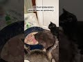 Друзі 🙏🏼❤️ дякую вам сьогодні котики смачно снідають 😻 притулок кіт animals cat собака dog