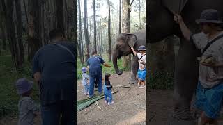 memberi makan gajah dan rusa di hidden gem nya sumut!!!!!!