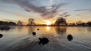 Coots and ducks at sunrise