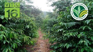 Sáng kiến độc đáo trồng cây chắn gió cho cà phê | VTC16