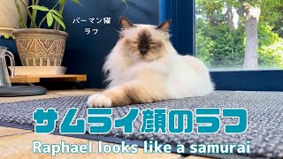 バーマン猫ウリとラフ【サムライ顔のラフ】Raphael looks like a samurai（バーマン猫）Birman/Cat