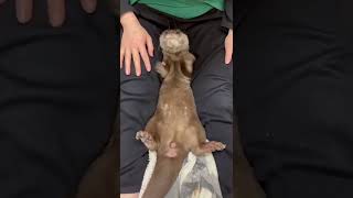 狭いところが好きなカワウソさん【otter】#shorts #otter