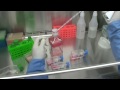 cho cell subculturing demo