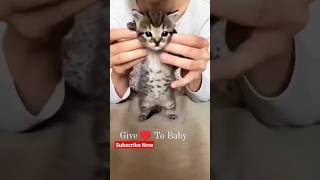Give 💥 million of love ❤ to beautiful support me guys #338 #kitten #cat #cute #shortfeed #shorts