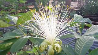 MONEY Tree | LUCKY plant | Malabar Chestnut | Pachira Glabra | Pachira Aquatica | Saba Nut