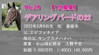 募集No.24_デアリングバードの22（父：エピファネイア）