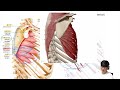 기능해부학 앞톱니근 serratus anterior