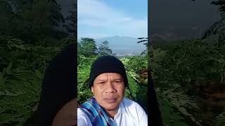 Perkebunan Pepaya Yang Indah Di Bukit Di Pedesaan Ciamis