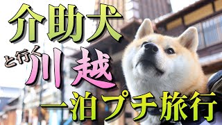 柴犬の介助犬と行く「川越一泊プチ旅行」