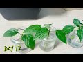 pepper propagation race aerated vs stagnant water