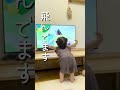 赤ちゃん　 子供　 かわいい　 子育て