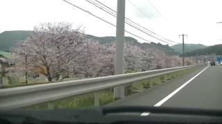 CHERRYBLOSSOM　長崎県西彼杵郡長与町JR長崎本線「高田駅」から伸びる桜並木　20170407 155908