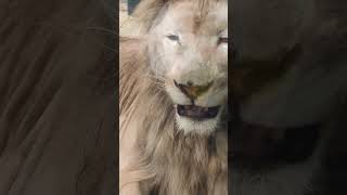 師走👀⑮ホワイトライオン・白獅子・セラムくん・沖縄こどもの国・・・White_Lion・Okinawa Zoo \u0026 Museum(20221229)