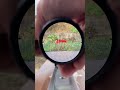 discoveryopt ed3 15 riflescopeforhunting rifle scope hunting sight optics airsoft