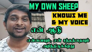 என் ஆடு என் சத்தத்தை அறிந்திருக்கிறது | My Own Sheep Knows Me \u0026 My Voice | For Father's Glory