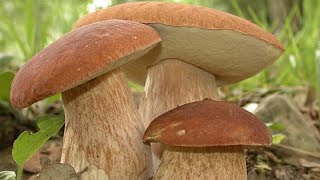 Autumn porcini mushrooms in a spruce forest. White mushrooms fried in the sun.