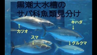 黒潮大水槽　サバ科魚類を見分けてみよう