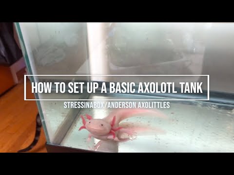 Axolotl: Basic Tank Set Up - YouTube