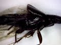 black blister beetle bug