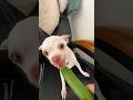 Doing Kuchi Kuchi with a cucumber🥒 angry chihuahua vs bulldog #angrychihuahua #bulldog   #mreviatar