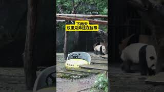 20241130庆庆打麻将来晚了，看着空桌子陷入沉思~风水轮流转，双总：我不尴尬，尴尬就是你 #大熊猫四喜丸子 #来这吸熊猫 #国宝不愧是国宝 #大熊猫主打就是一个悠闲 #不止我一个想rua大熊猫