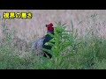 【徹底解説】夏の野鳥観察を楽しむための基礎知識！