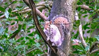 Grey Squirrel Hunting - HEADSHOTS ONLY