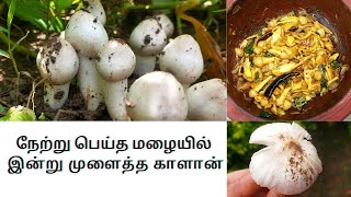 நேற்று பெய்த மழையில் இன்று முளைத்த காளான்|இயற்கை காளான் வறுவல்|Natural Mushroom Harvesting & Cooking