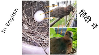 Baby Laughing Dove from Hatching to fledgling| अंडे से निकलने से लेकर उड़ने तक बेबी लाफिंग डव।