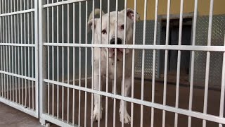 CLEAR THE KENNELS: Animal Welfare League of Charlotte County needs homes for nearly 500 animals