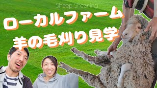 【オーストラリアの仕事】羊の毛刈りを見学にローカルファームに行ってきたよ！＃029 Sheep shearing in Margaret River local farm