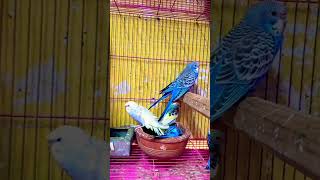 #hijab Rimon Aviary #love #live j #birds #birdcage #bikisaviary #jk