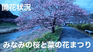 【おうちでお花見🌸】みなみの桜と菜の花まつり 2023年2月14日【南伊豆】