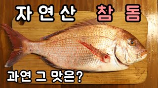 아름다운 자연산 참돔! 자연산 구별법, 14시간 숙성, 마쓰까와, 직접 회 뜨고 시식까지!