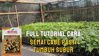 CARA MENYEMAI CABE RAWIT LENGKAP DARI BENIH SAMPAI SIAP PINDAH TANAM