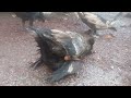 muscovy duck black ranning duck mating wow sweet lovely ducks muscovyduck