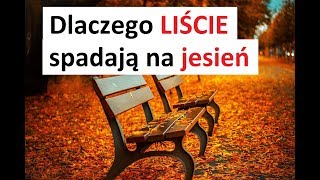 Dlaczego LIŚCIE SPADAJĄ jesienią