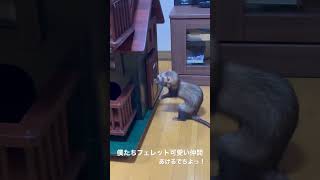 僕たちフェレット可愛い仲間　茶々さんのドアをあけるでちよっ！