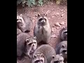 fattest raccoons you ll ever see