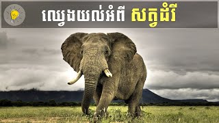 S01E04: ឈ្វេងយល់អំពី សត្វដំរី | Learning about Elephants