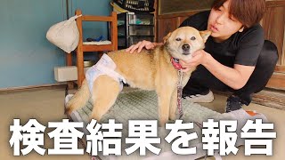 愛犬コロちゃんの尿検査のため再び病院へ行ってきました