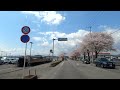 栃木県鹿沼市さつき大通り桜並木 2023.03.30